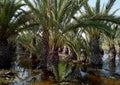 Flooded palm trees gardens gota fria Ã¢â¬â cold drop September 2019aftermath, Orihuela coast